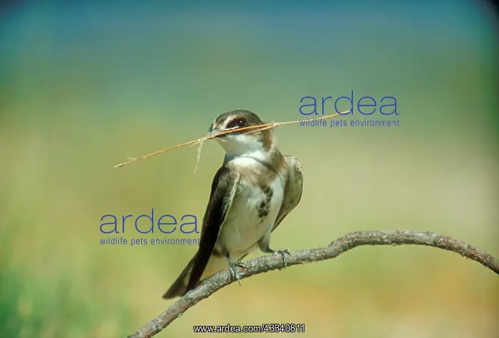 : Banded Martin - with nest material in beak : Banded Martin - with nest material in beak