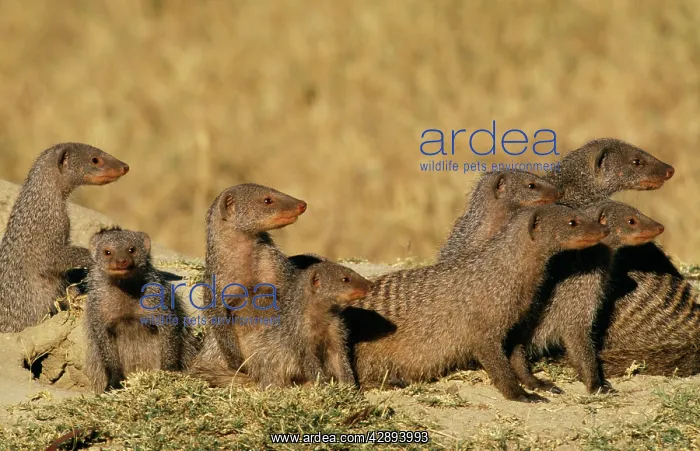 : Banded MONGEESE - Pack at burrow : Banded MONGEESE - Pack at burrow