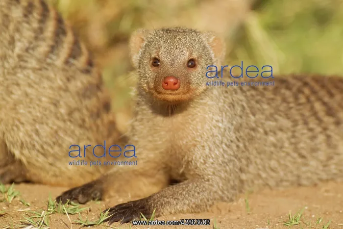 : Banded Mongoose : Banded Mongoose