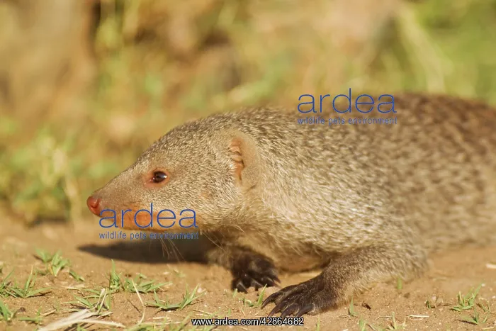 : Banded Mongoose : Banded Mongoose