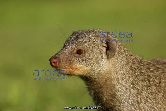  : Banded Mongoose