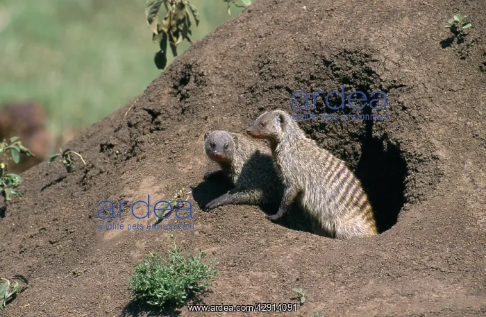 : Banded Mongoose : Banded Mongoose