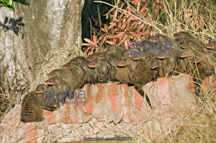  : Banded Mongoose