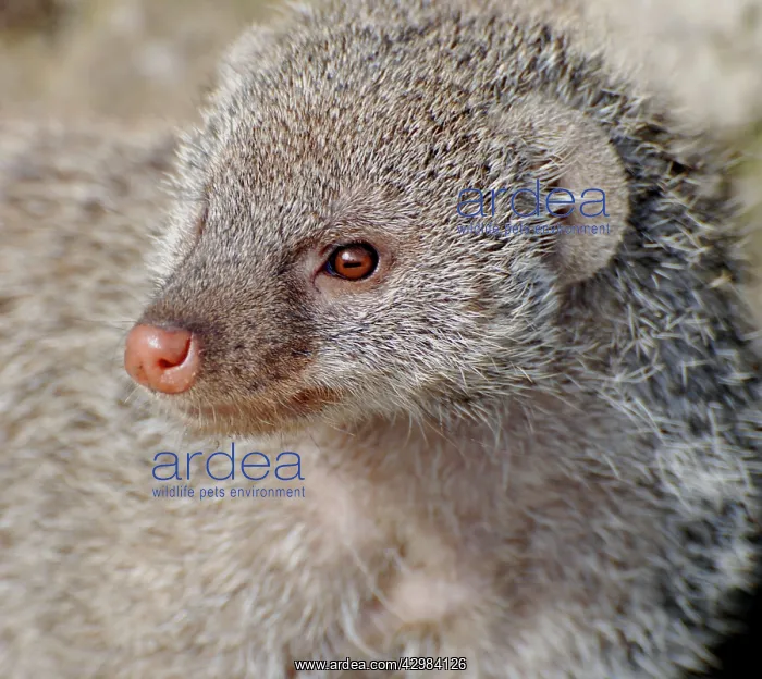 : Banded Mongoose : Banded Mongoose