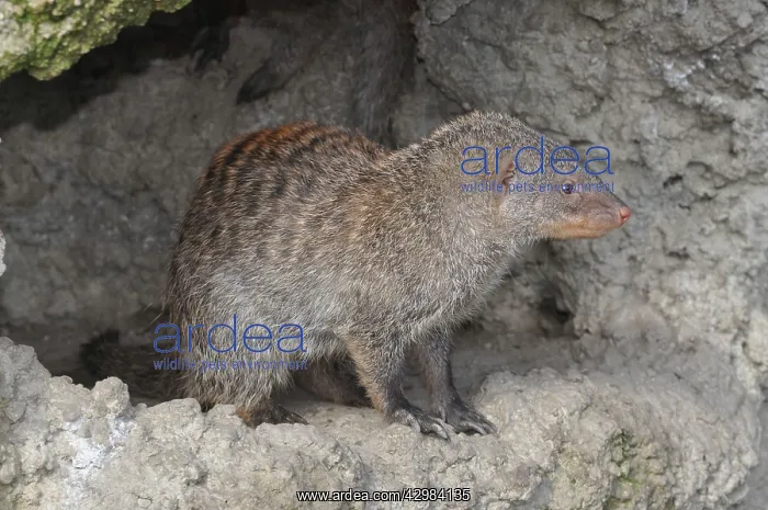 : Banded Mongoose : Banded Mongoose