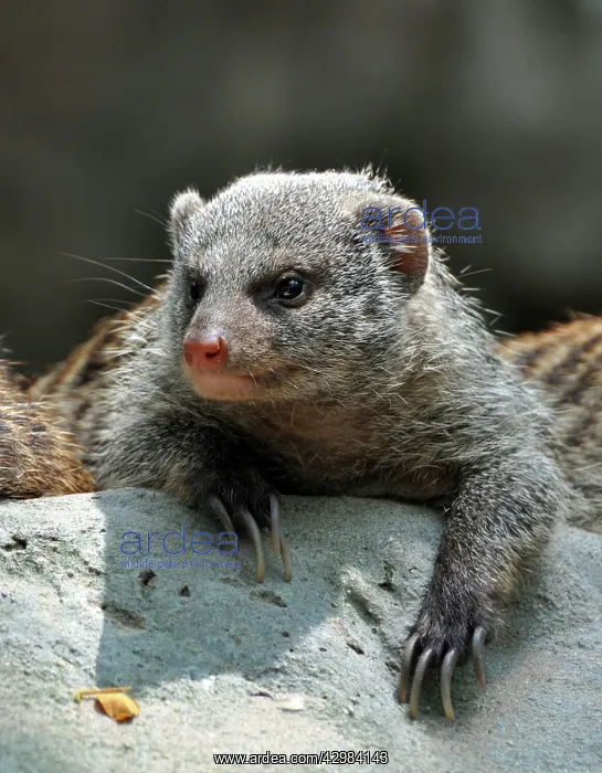 : Banded Mongoose : Banded Mongoose