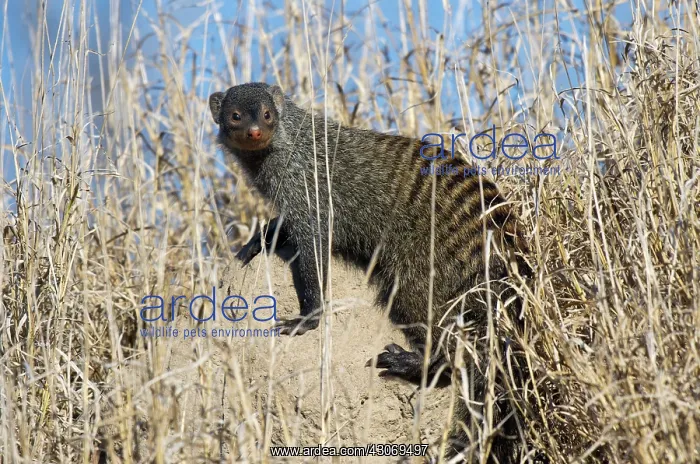 : Banded mongoose : Banded mongoose