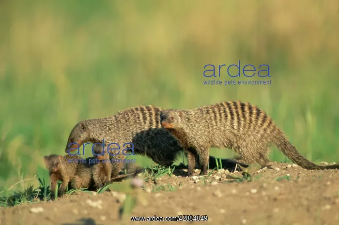  : Banded MONGOOSE - adult with young