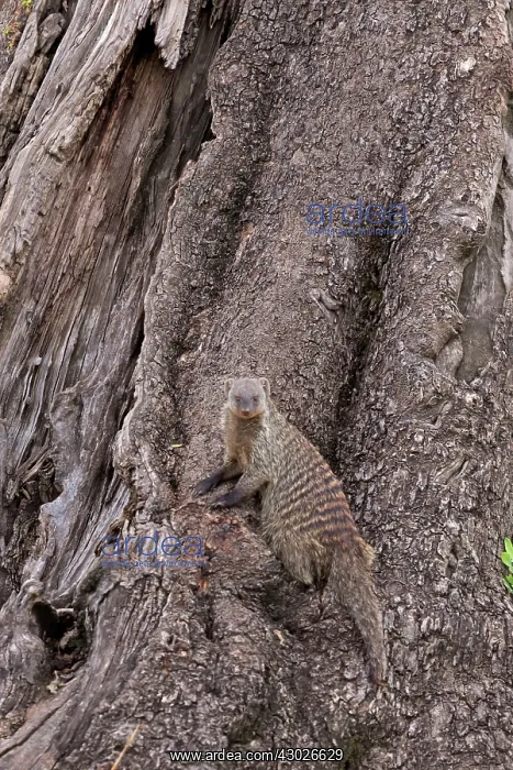 : Banded Mongoose camouflaged in front of tree : Banded Mongoose camouflaged in front of tree