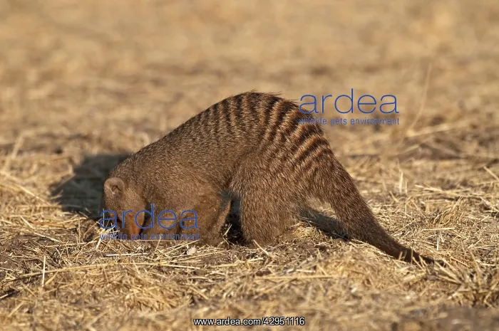 : Banded Mongoose - digging : Banded Mongoose - digging