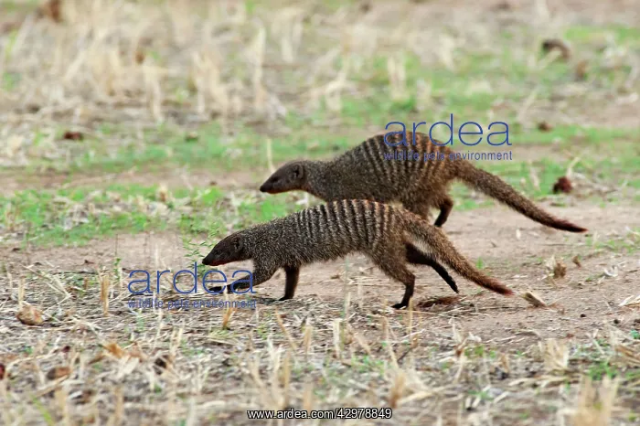 : Banded Mongoose - hunting : Banded Mongoose - hunting