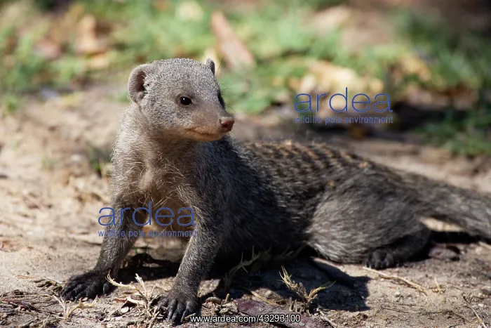 : The banded mongoose is a mongoose species native from the Sa : The banded mongoose is a mongoose species native from the Sa