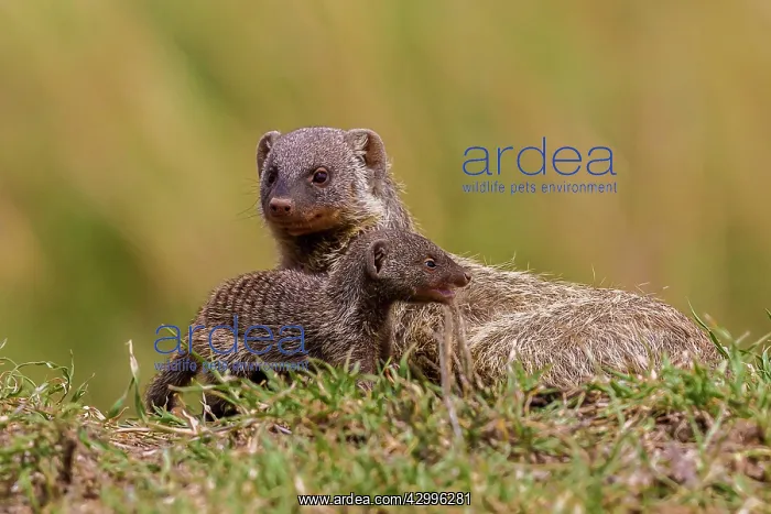  : Banded Mongoose mother with baby