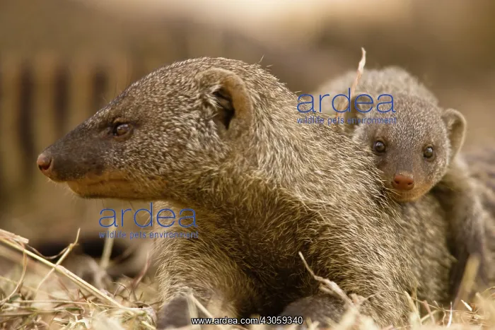 : Banded Mongoose, Mungos mungo, with its : Banded Mongoose, Mungos mungo, with its