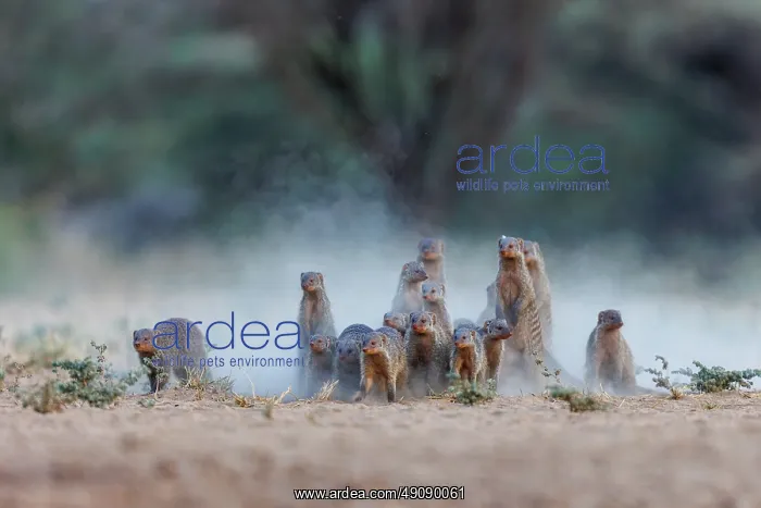 : banded mongoose (Mungos mungo) : banded mongoose (Mungos mungo)