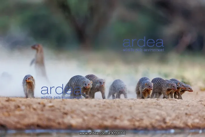 : banded mongoose (Mungos mungo) : banded mongoose (Mungos mungo)