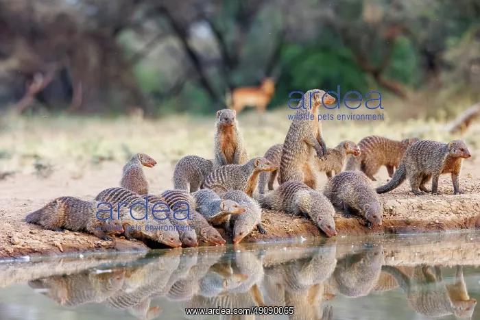  : banded mongoose (Mungos mungo)
