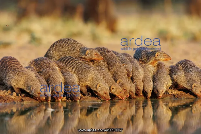 : banded mongoose (Mungos mungo) : banded mongoose (Mungos mungo)
