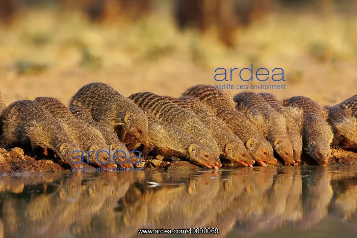 : banded mongoose (Mungos mungo) : banded mongoose (Mungos mungo)