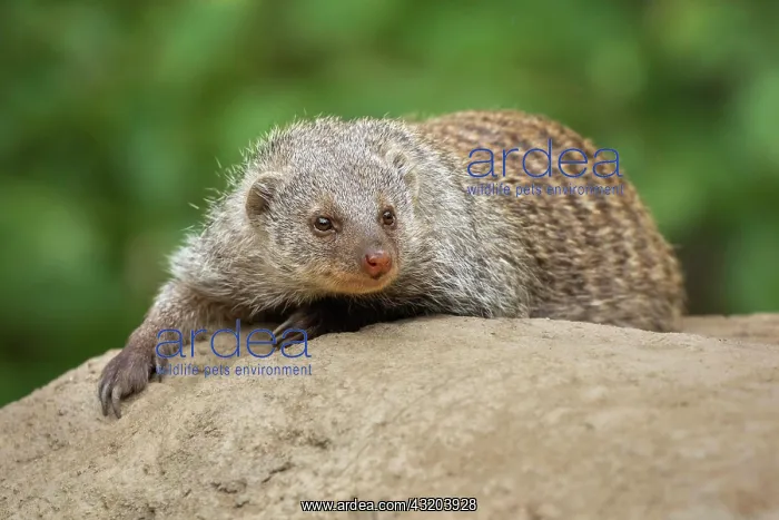  : Banded mongoose (Mungos mungo), captive, Germany