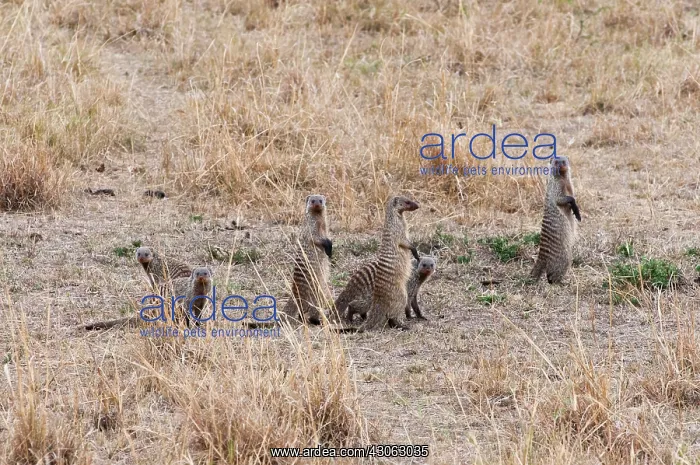 : Banded mongoose (Mungos mungo), Maasai Mara : Banded mongoose (Mungos mungo), Maasai Mara