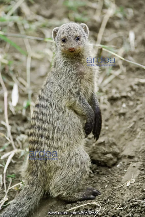  : Banded Mongoose, Mungos mungo, Masai Mara