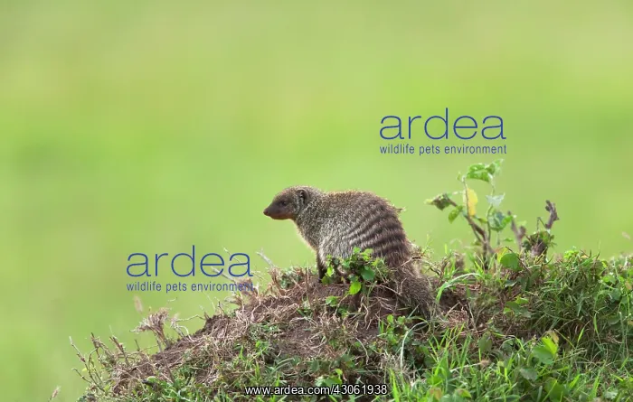 : Banded Mongoose (Mungos mungo) on the savannah : Banded Mongoose (Mungos mungo) on the savannah