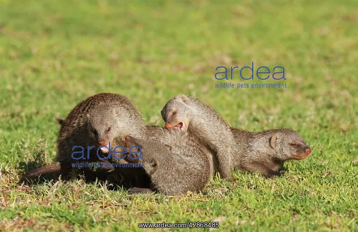 : Banded Mongoose - playing : Banded Mongoose - playing