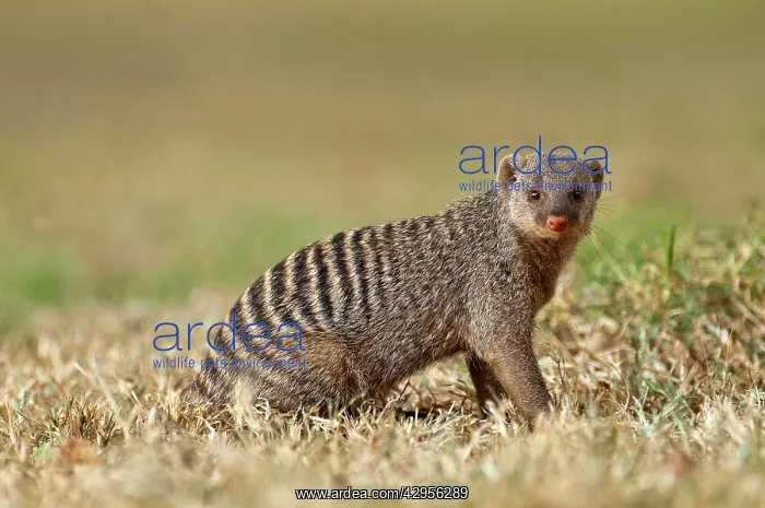 : Banded Mongoose - profile close up : Banded Mongoose - profile close up