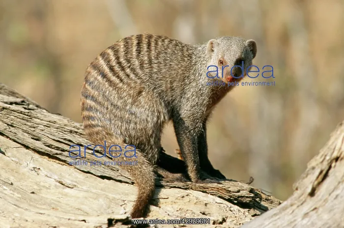 : Banded MONGOOSE - resting on branch : Banded MONGOOSE - resting on branch