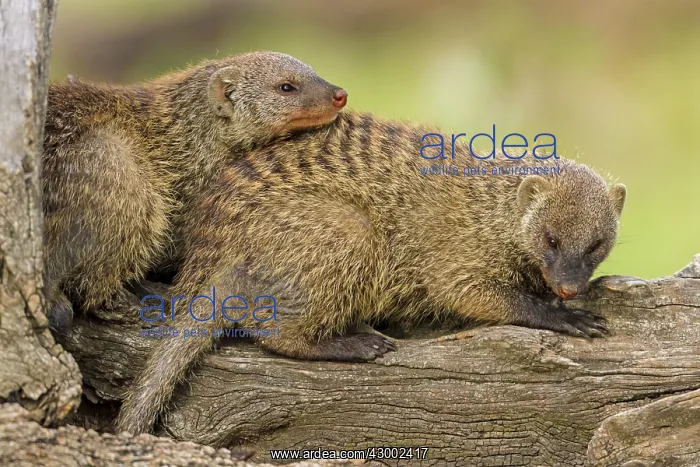 : Banded Mongoose resting on a tree trunk : Banded Mongoose resting on a tree trunk
