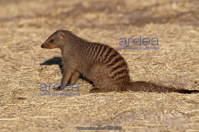: Banded Mongoose - sitting down : Banded Mongoose - sitting down