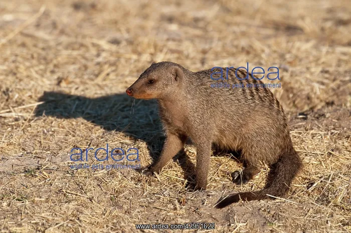 : Banded Mongoose - sitting down : Banded Mongoose - sitting down
