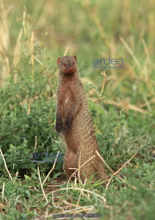 : Banded Mongoose - standing on hind legs : Banded Mongoose - standing on hind legs