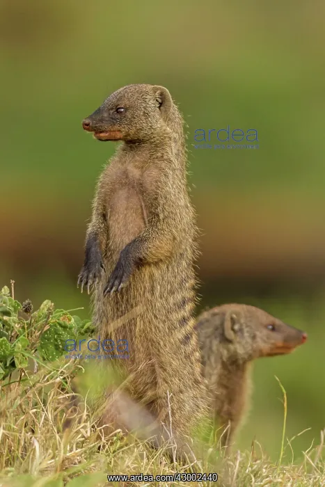 : Banded Mongoose standing on hind legs : Banded Mongoose standing on hind legs