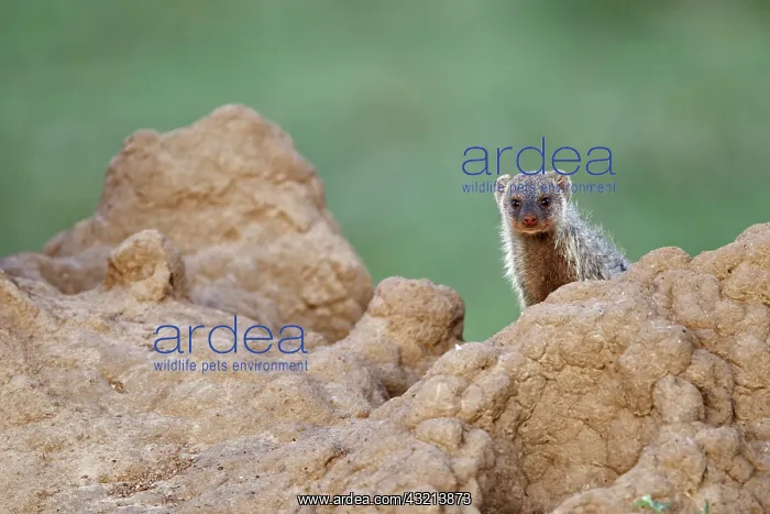  : Banded Mongoose on termite mound, Maasai