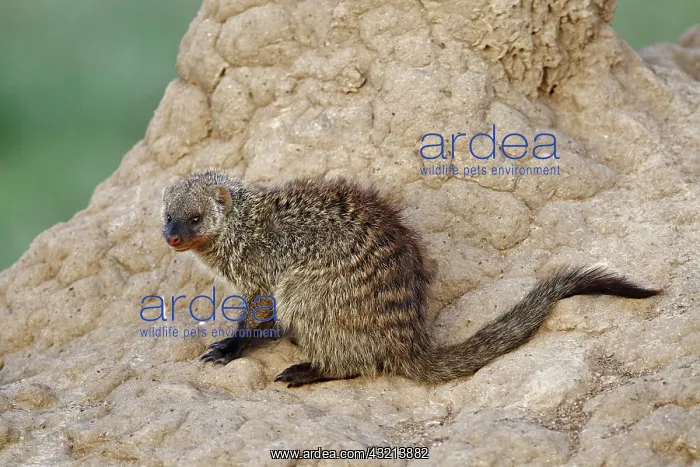 : Banded Mongoose on termite mound, Maasai : Banded Mongoose on termite mound, Maasai