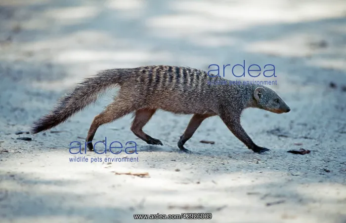 : Banded MONGOOSE - side view, walking : Banded MONGOOSE - side view, walking