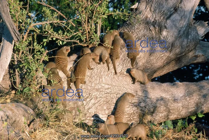 : Banded Mongooses - sunbathing : Banded Mongooses - sunbathing