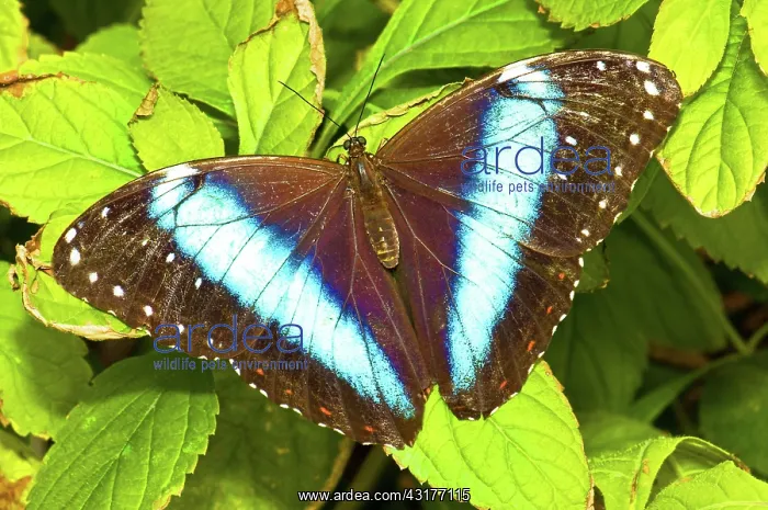 : Banded Morpho Butterfly : Banded Morpho Butterfly