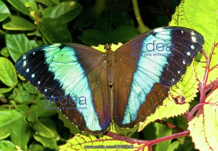 : Banded Morpho Butterfly : Banded Morpho Butterfly