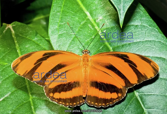  : Banded Orange Butterfly