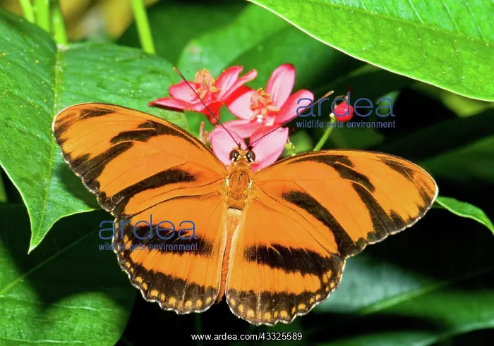 : Banded Orange Butterfly : Banded Orange Butterfly