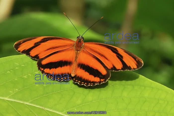  : Banded Orange Heliconian  /  Orange Tiger Butterfly