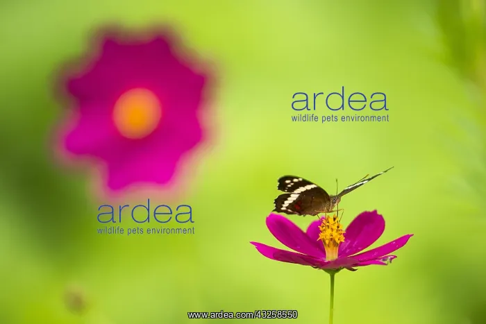 : Banded Peacock (Anartia fatima) on a flower, Costa : Banded Peacock (Anartia fatima) on a flower, Costa