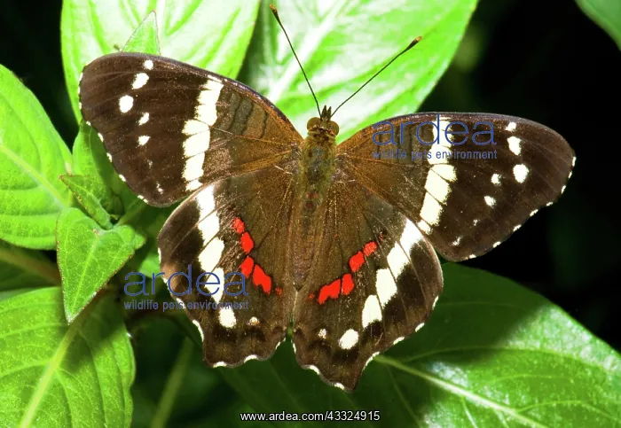: Banded Peacock Butterfly : Banded Peacock Butterfly