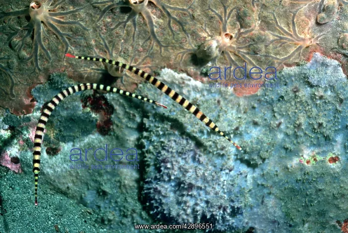 : Banded Pipe Fish - Against Sponges : Banded Pipe Fish - Against Sponges