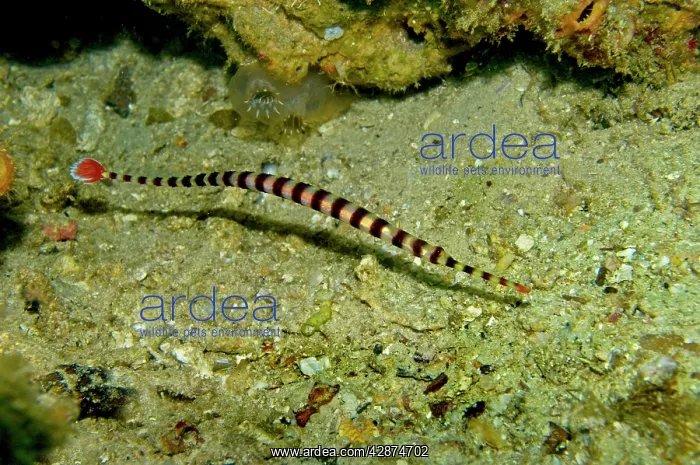 : Banded Pipefish : Banded Pipefish