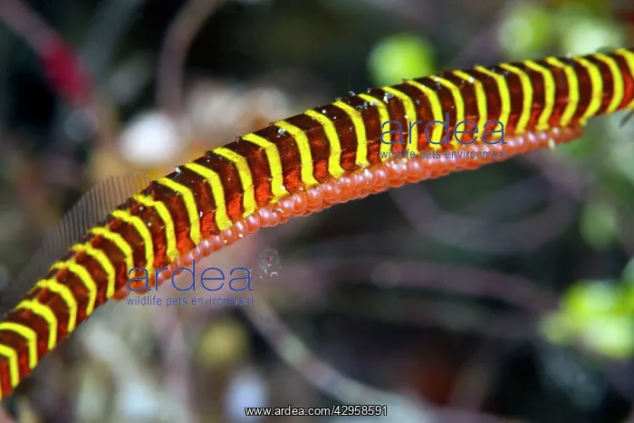 : Many Banded Pipefish - with eggs on the belly : Many Banded Pipefish - with eggs on the belly