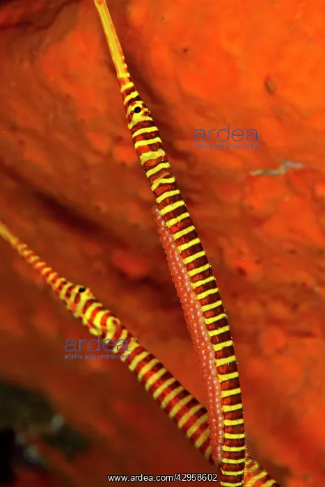 : Many Banded Pipefishes - one is holding eggs on the belly : Many Banded Pipefishes - one is holding eggs on the belly